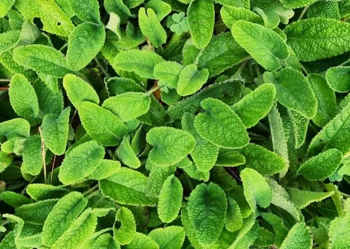 Lemon Balm for Weight Loss: What the Research Shows